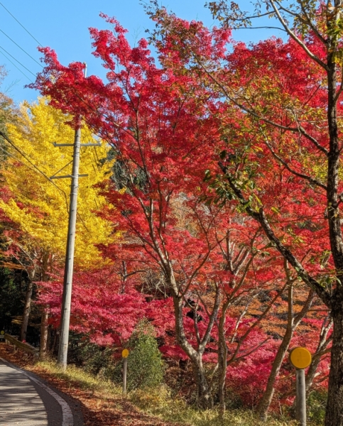2025紅葉2