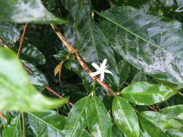 コーヒーの花