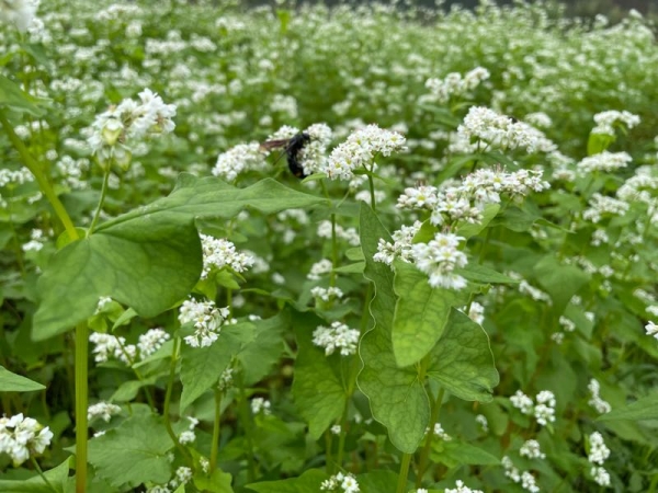 2021そばの花蜂