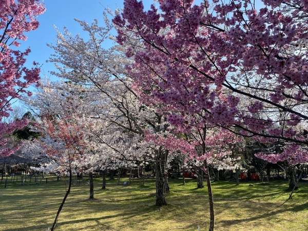 桜