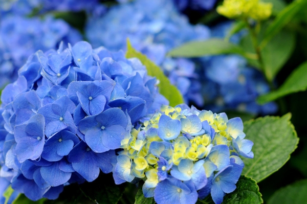 紫陽花