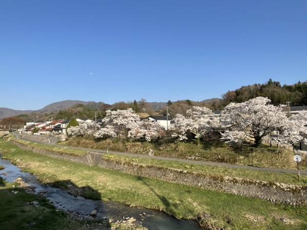 2023頓原桜満開