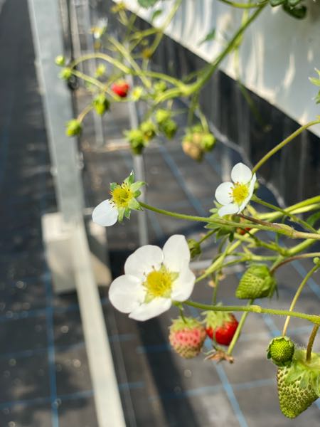 コーヒーの花