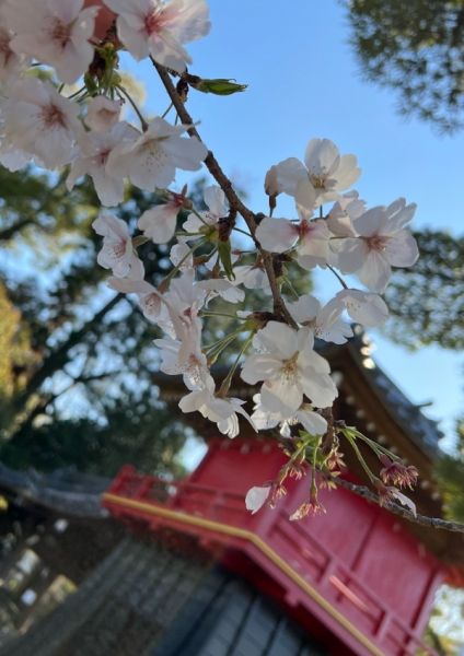2025.4桜1
