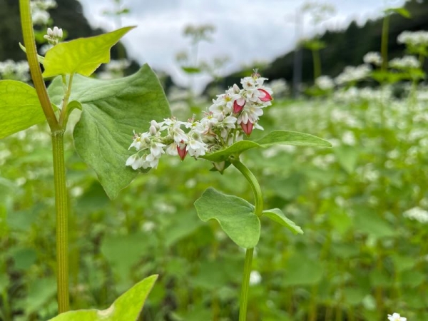 2021そばの花ピンク