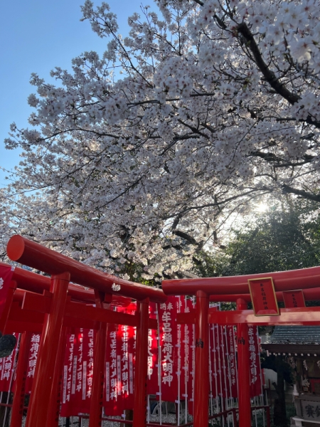 2025.4桜2