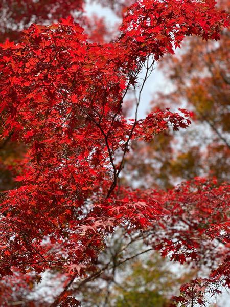 紅葉